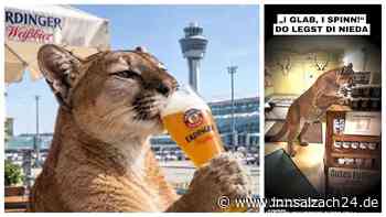 Puma-Hype in Erding: Wurst, Brezn, Bier, Eishockey – Raubkatzen-Memes auf Social Media