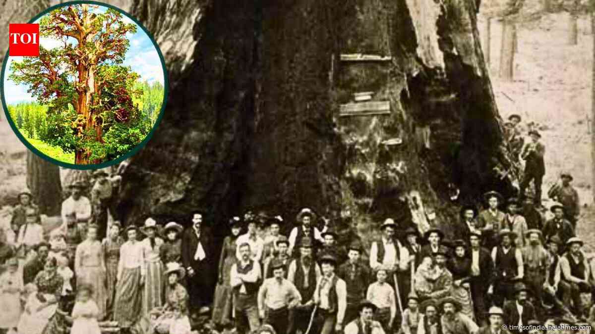 The world’s largest known juniper has a hollow trunk that hides its exact age