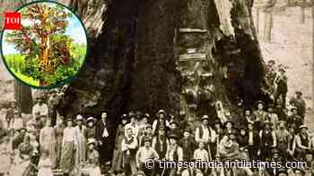 The world’s largest known juniper has a hollow trunk that hides its exact age