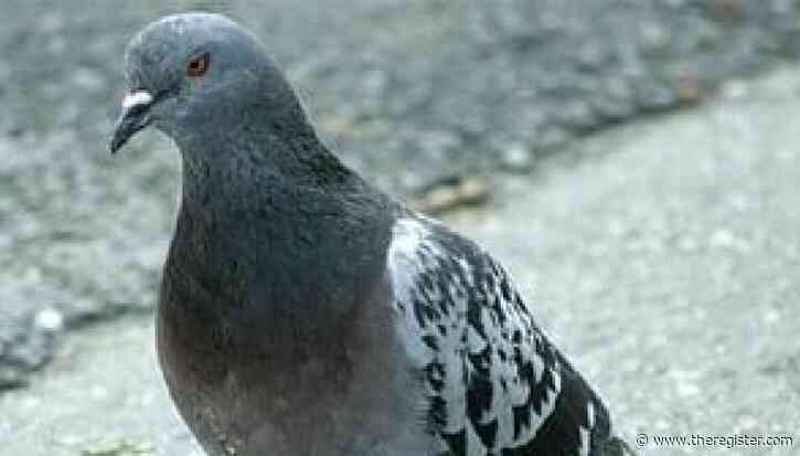 Pigeon-powered internet packet goes under the hammer at Christie's