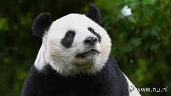 Pandajong uit Ouwehands Dierenpark verhuist eind deze maand naar China