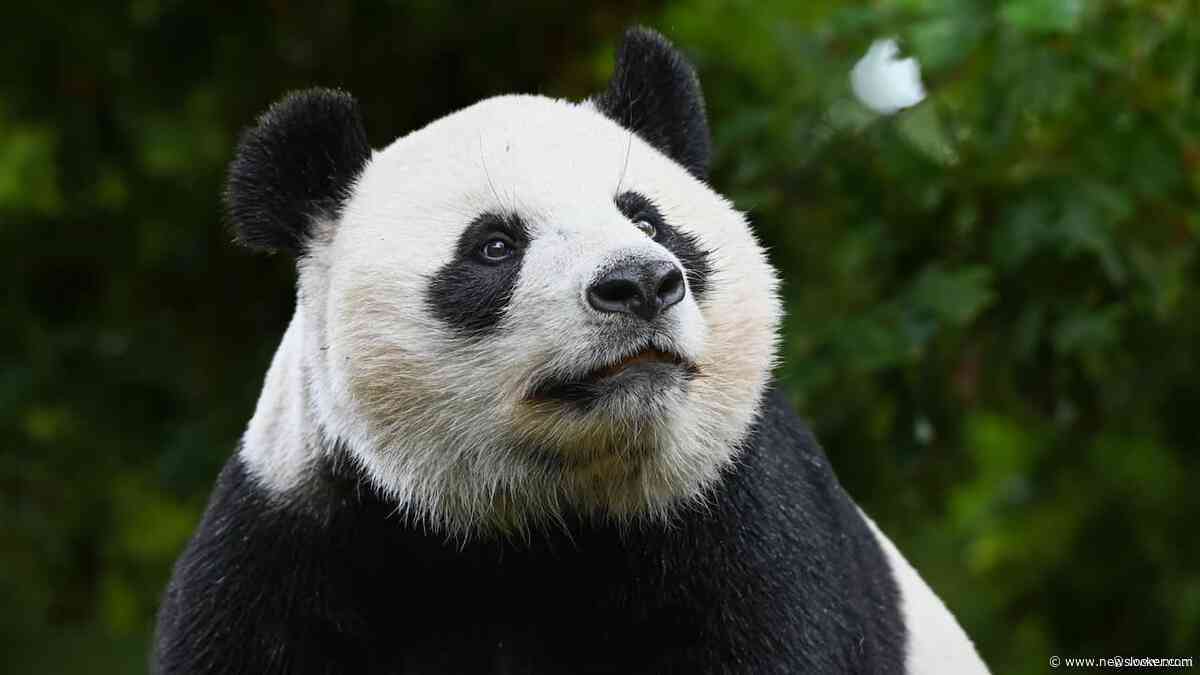 Pandajong uit Ouwehands Dierenpark verhuist eind deze maand naar China