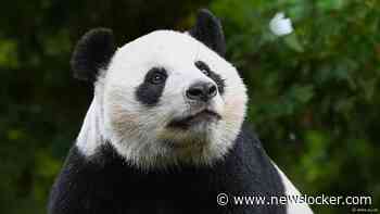 Pandajong uit Ouwehands Dierenpark verhuist eind deze maand naar China