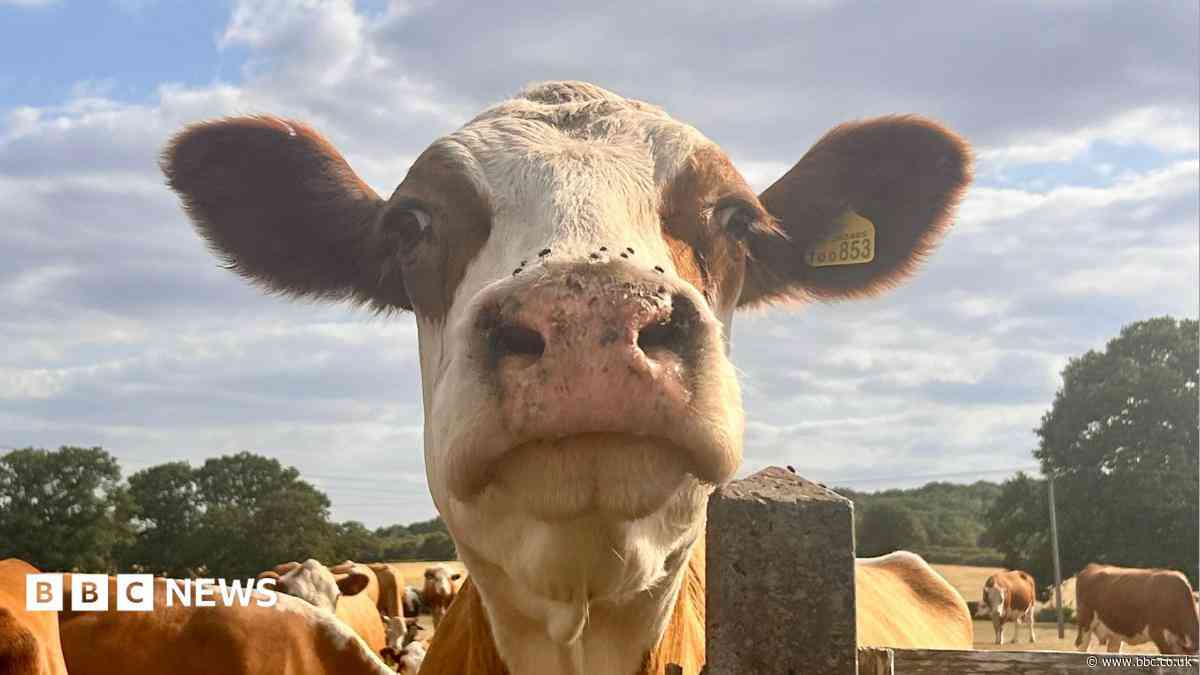 Your photos: Curious cows, striking sunsets and autumn fungi