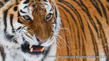Mann springt in Tiger-Gehege und wird getötet – Augenzeugin beschreibt seine letzten Minuten