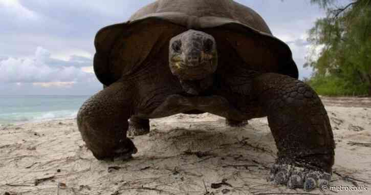 Giant tortoises back from brink of extinction – and now outnumber humans in Seychelles