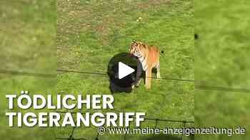 Vor den Augen der Zoobesucher: Tiger greift Mann an und verletzt ihn tödlich
