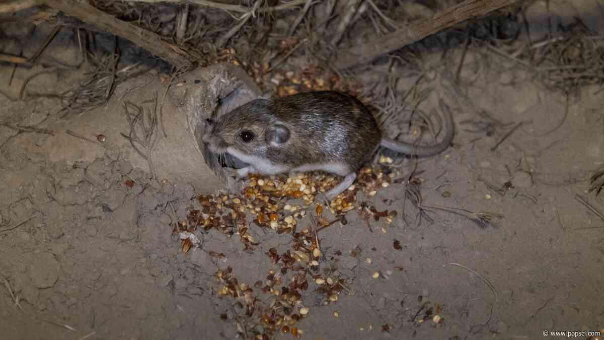 North America’s tiniest mammals are living at a Marine Corps training area. That’s good.