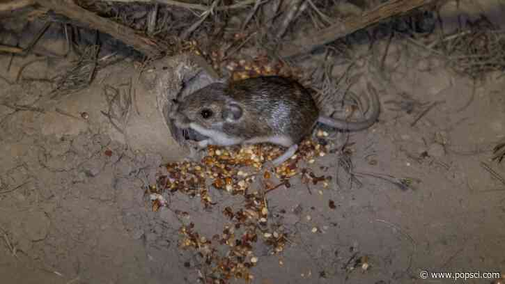 North America’s tiniest mammals are living at a Marine Corps training area. That’s good.