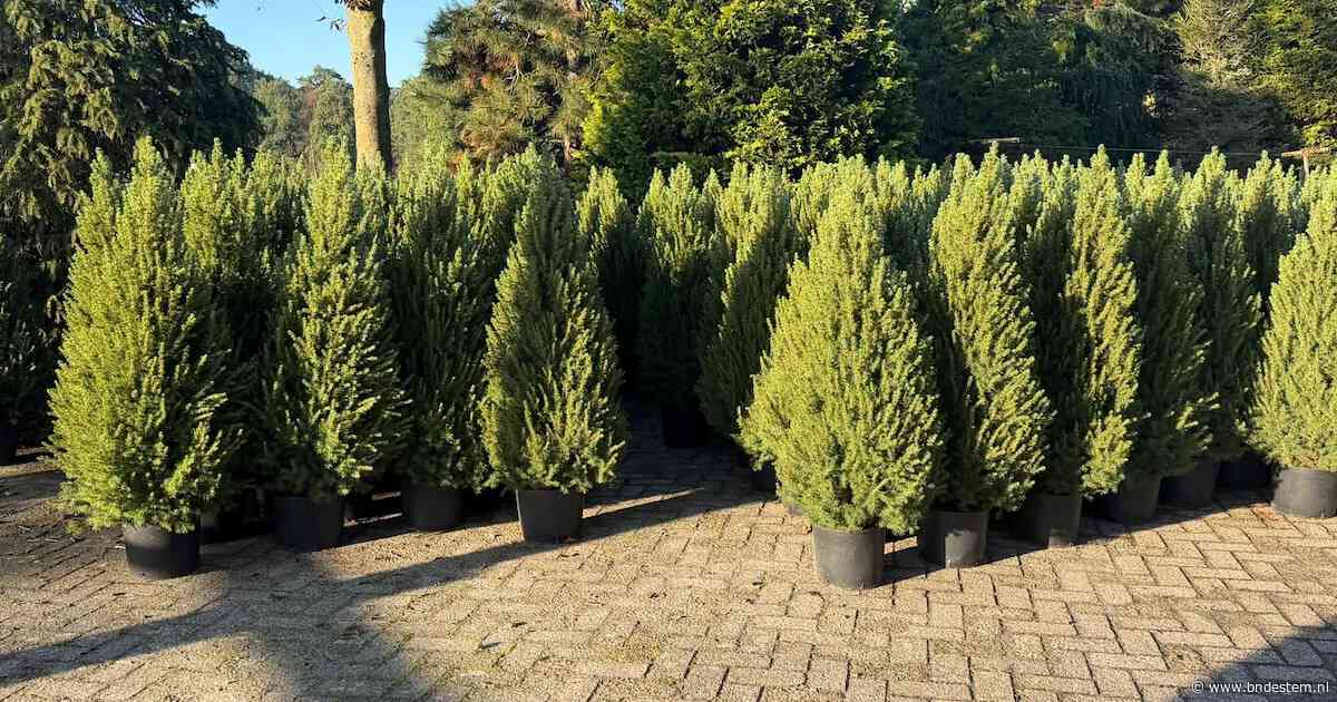 Dieven stelen ‘grote aantallen’ coniferen bij kwekerij in Achtmaal, die met kerst moesten worden verkocht