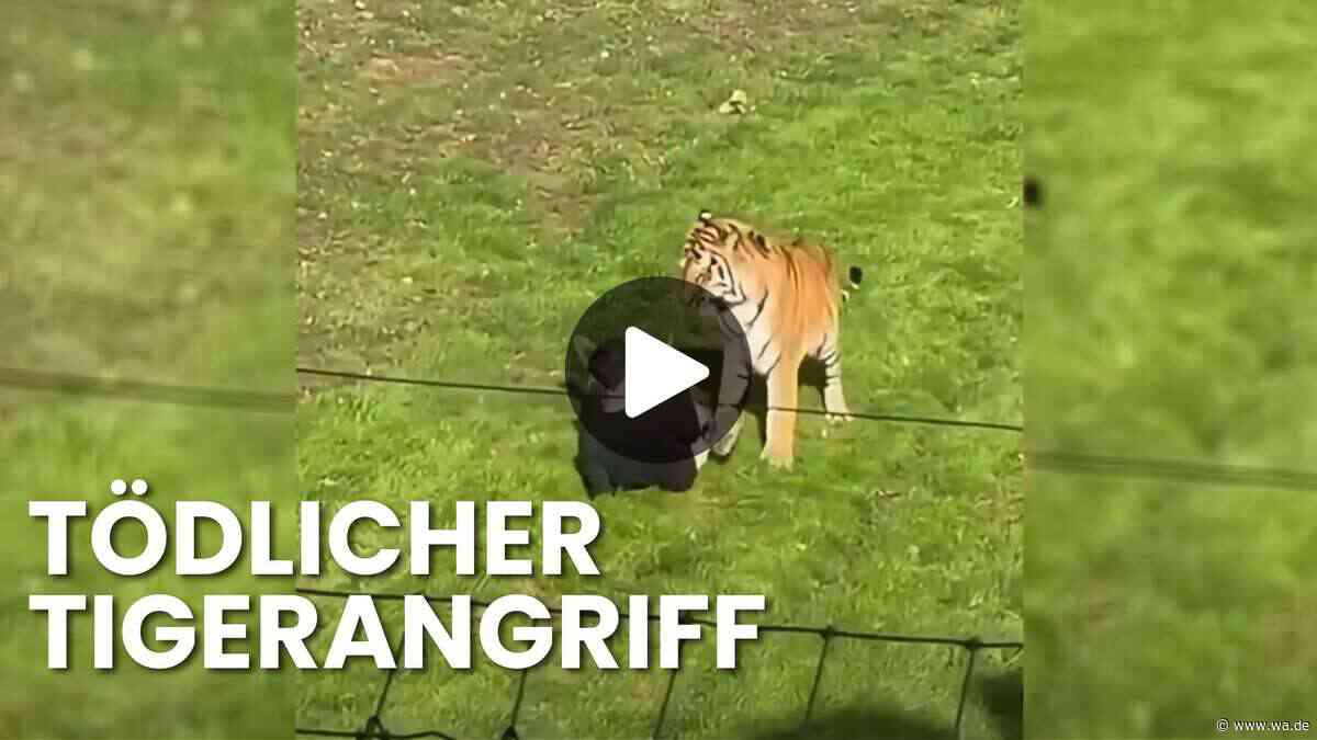 Vor den Augen der Zoobesucher: Tiger greift Mann an und verletzt ihn tödlich