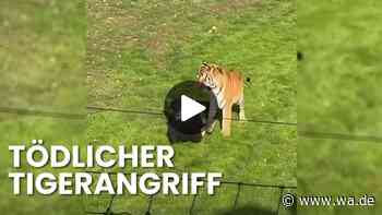 Vor den Augen der Zoobesucher: Tiger greift Mann an und verletzt ihn tödlich