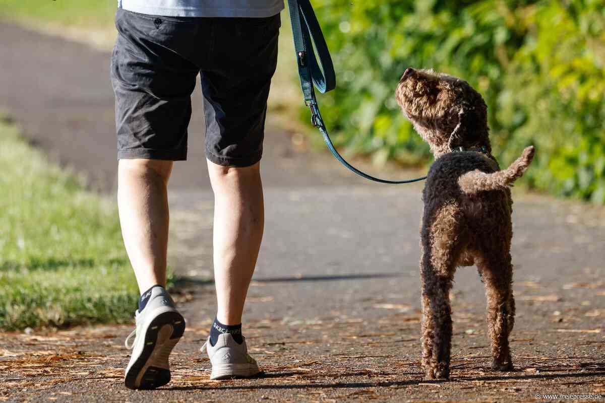 Hundesteuer-Sünder: So verschärft Glauchau die Kontrollen