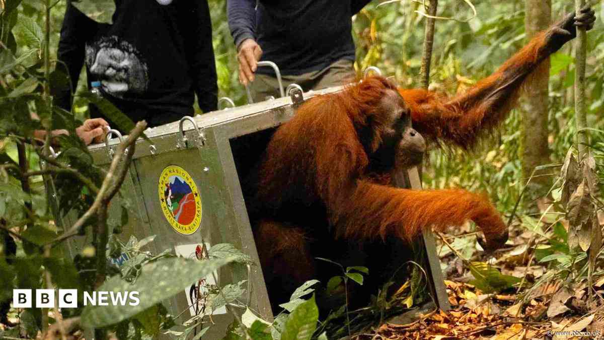 Watch: Endangered orangutans released back into the wild after Borneo fires