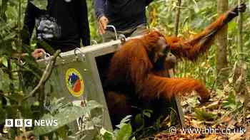 Watch: Endangered orangutans released back into the wild after Borneo fires