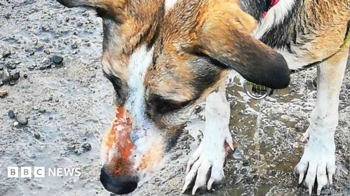 Owners fear 'healthy' dog died due to orange substance exposure on contaminated land