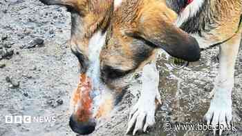Owners fear 'healthy' dog died due to orange substance exposure on contaminated land