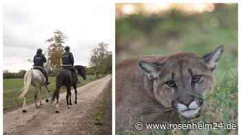 Puma in Oberding? Verdächtiges Tier gesichtet – Polizei wertet Wildkameras aus