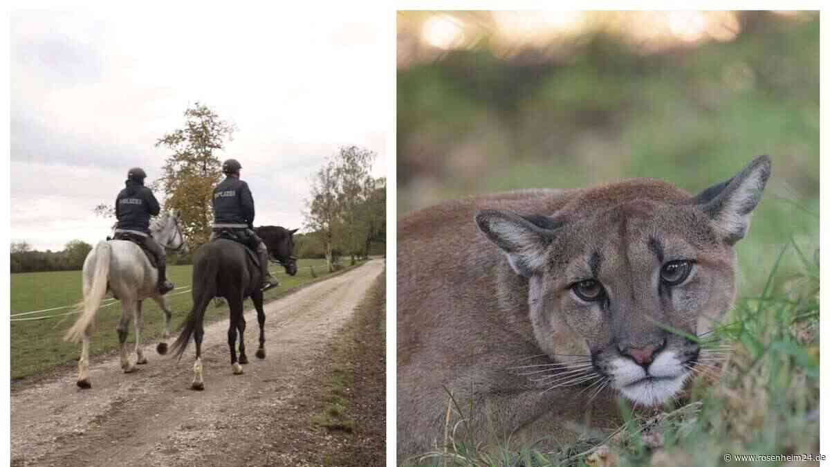 Puma in Oberding? Verdächtiges Tier gesichtet – Polizei wertet Wildkameras aus