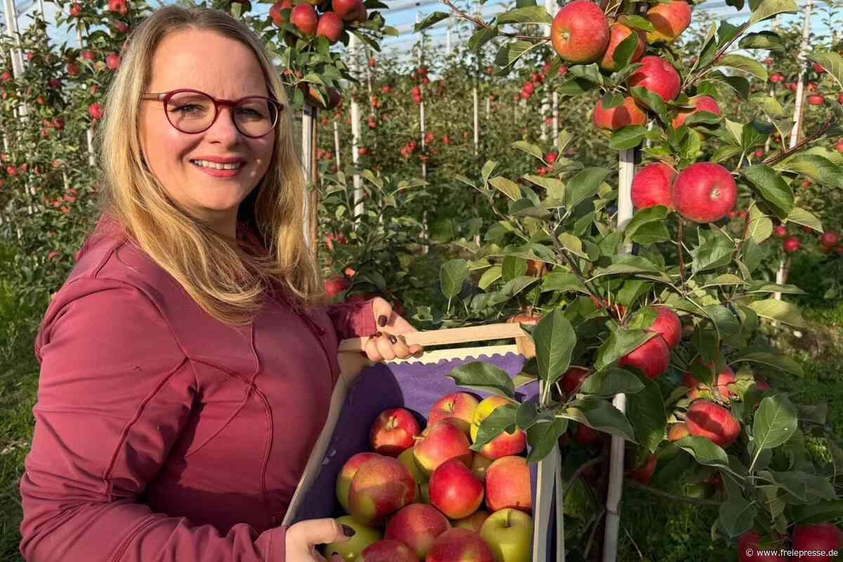 Apfel-Selbstpflücke bei Nossen beendet: Alle Äpfel geerntet