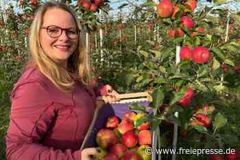 Apfel-Selbstpflücke bei Nossen beendet: Alle Äpfel geerntet