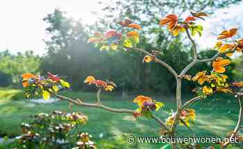 Tuintips voor oktober: gazon, wortelstekken en hazelnoten