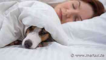 Hunde im Bett: Überraschende Auswirkungen auf Schlafqualität entdeckt