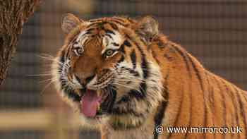 'I work in zoo safety to stop tiger attacks - my warning to visitors across UK'