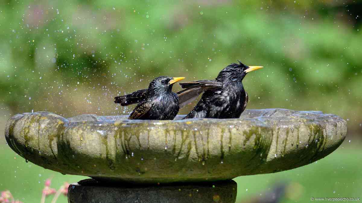 Birdbaths will be algae and bacteria-free if cleaned with 1 natural household item