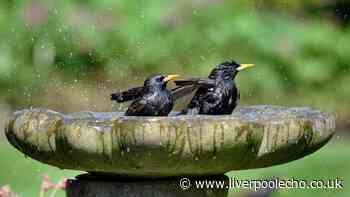 Birdbaths will be algae and bacteria-free if cleaned with 1 natural household item