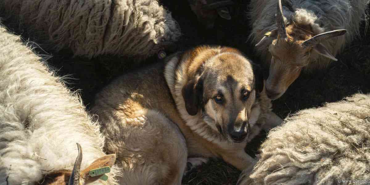 Kunnen deze honden het ‘wolvenprobleem’ in Nederland helpen oplossen?