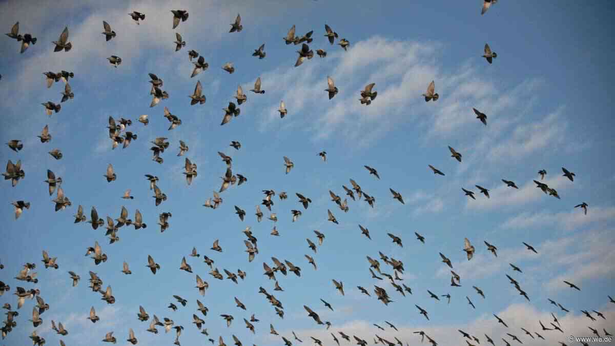 100 Millionen Zugvögel über Deutschland: Fünf Fakten, die Sie über das Herbstspektakel wissen sollten