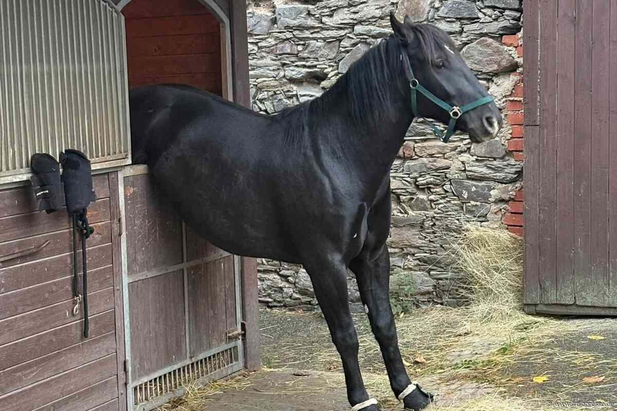 Pferd bleibt im Stall stecken: „So was ist hier noch nie passiert“