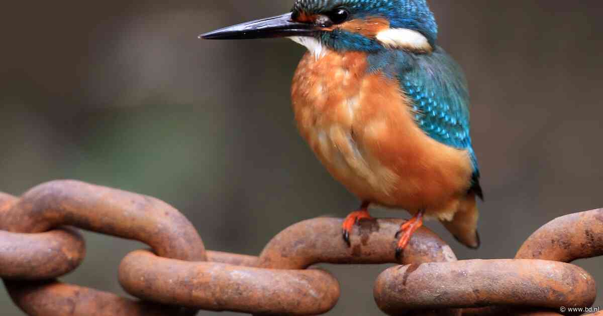 Vogelwandeling bij Moerkuilen in Nijnsel