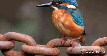 Vogelwandeling bij Moerkuilen in Nijnsel