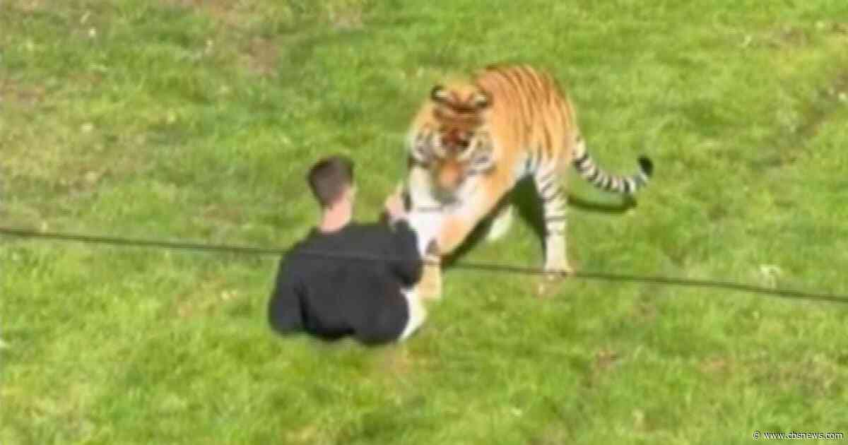 Police search for answers after man dies in tiger enclosure at Yorkshire Wildlife Park