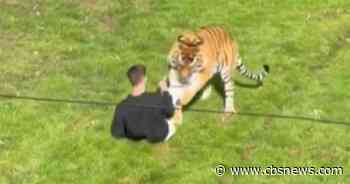 Police search for answers after man dies in tiger enclosure at Yorkshire Wildlife Park