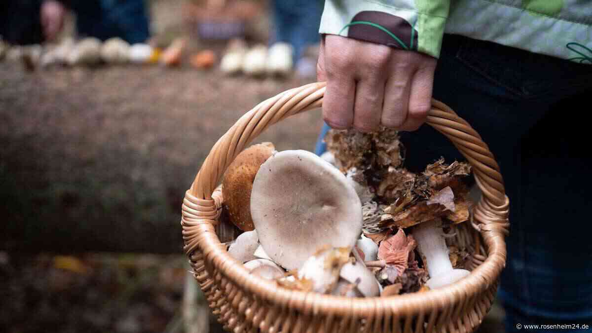 Nach dürftiger Saison: Hoffnung für Schwammerl-Sucher in Bayern