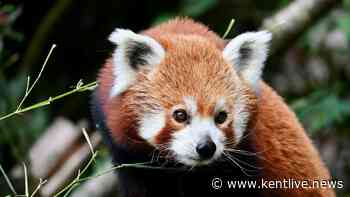 Sadness as beloved Wingham red panda dies after 12 years at wildlife park