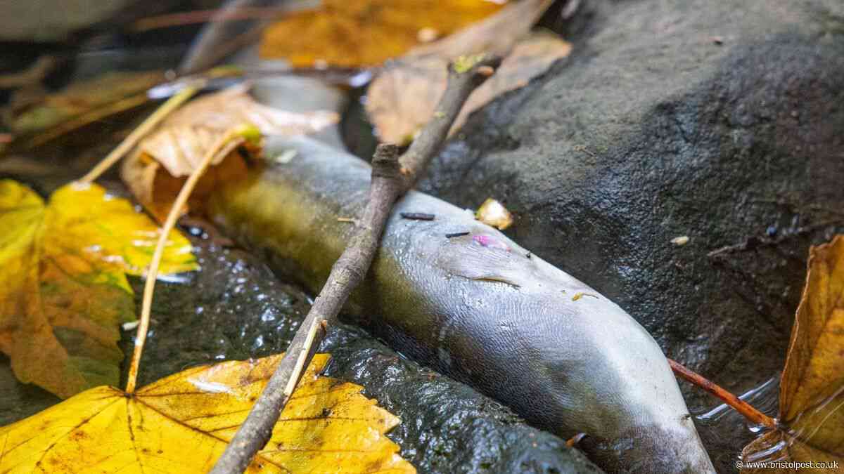 Firewater run-off WAS responsible for South Bristol wildlife catastrophe