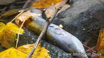 Firewater run-off WAS responsible for South Bristol wildlife catastrophe