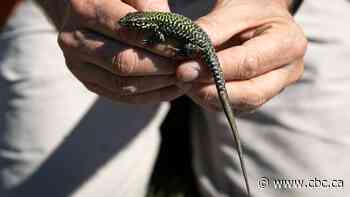Rapid spread of invasive lizards on Vancouver Island could have 'serious' environmental impact: experts
