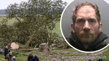 Second man who chopped down famous Sycamore Gap tree is released from prison