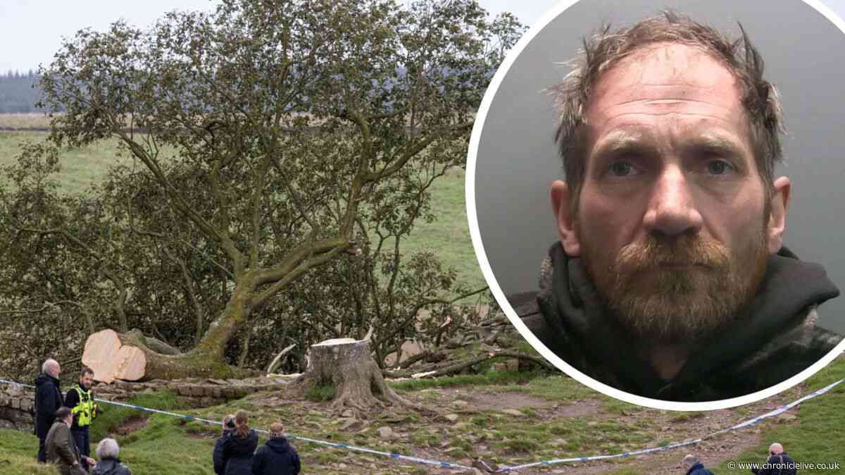 Second man who chopped down famous Sycamore Gap tree is released from prison