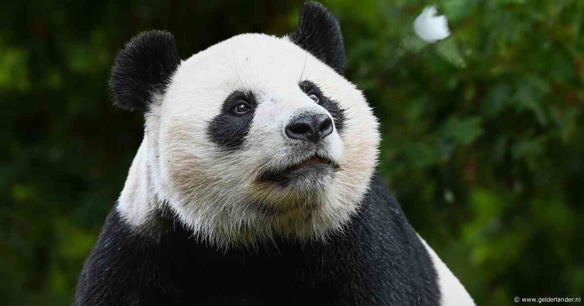 Einde aan haar tijd in Ouwehands: pandajong Lang Yue vertrekt binnenkort naar China