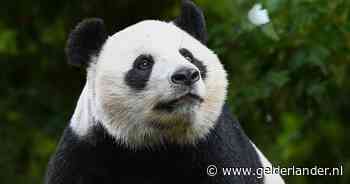 Einde aan haar tijd in Ouwehands: pandajong Lang Yue vertrekt binnenkort naar China