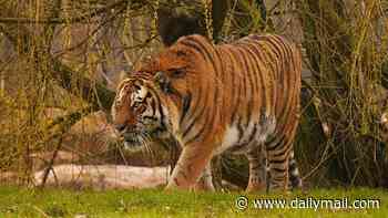 Witnesses screamed at man to 'play dead' before he was mauled to death by tiger at Yorkshire zoo - as health and safety probe is launched