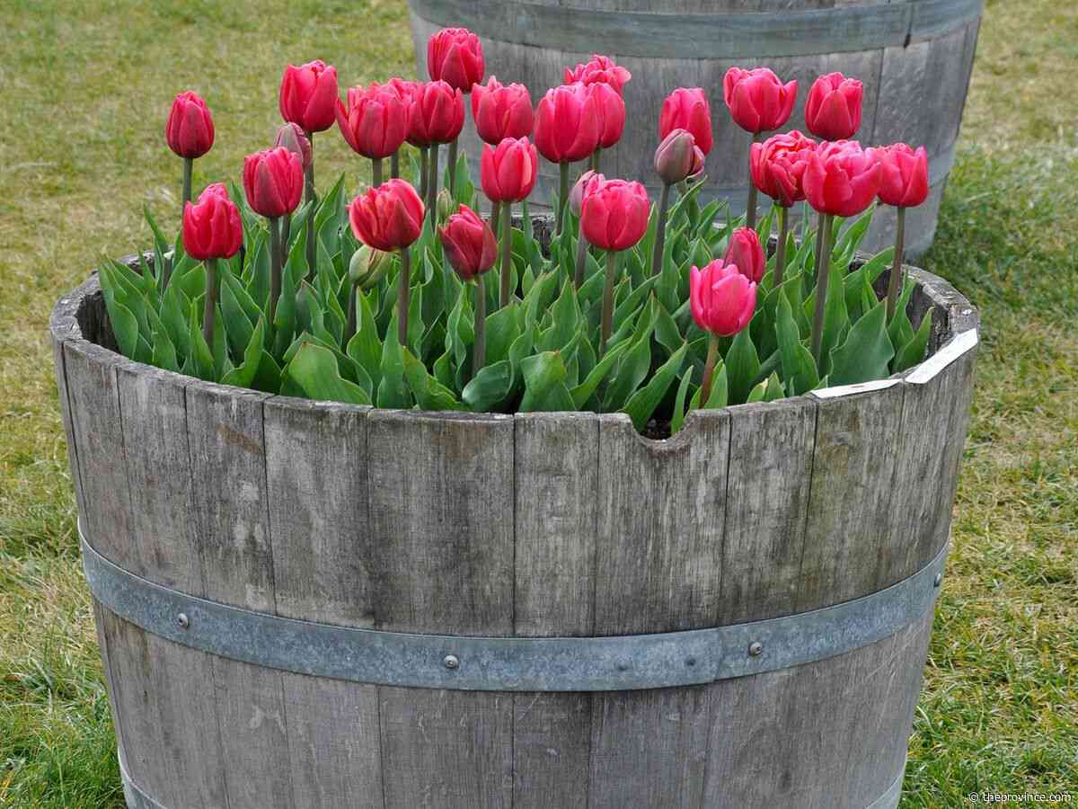How to grow tulips in patio containers
