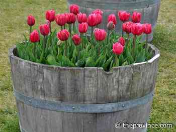 How to grow tulips in patio containers