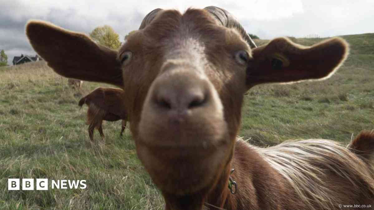 Rare goats used to trim city grasslands